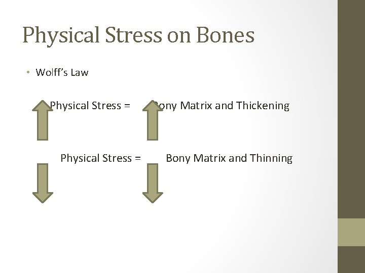 Physical Stress on Bones • Wolff’s Law Physical Stress = Bony Matrix and Thickening