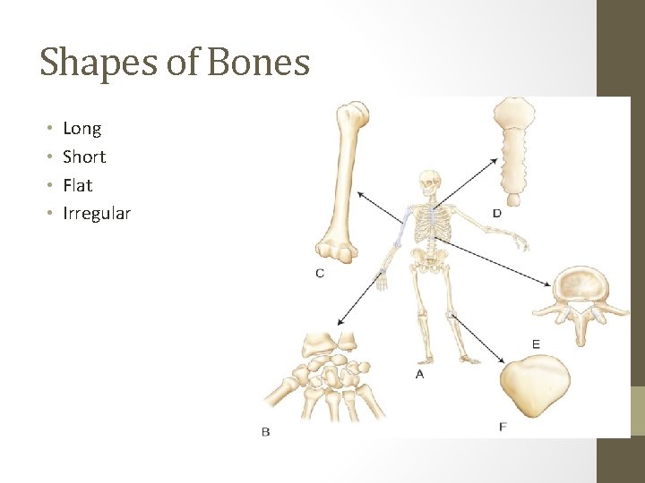 Shapes of Bones • • Long Short Flat Irregular 