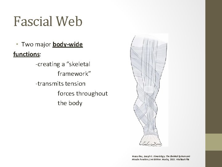 Fascial Web • Two major body-wide functions: -creating a “skeletal framework” -transmits tension forces