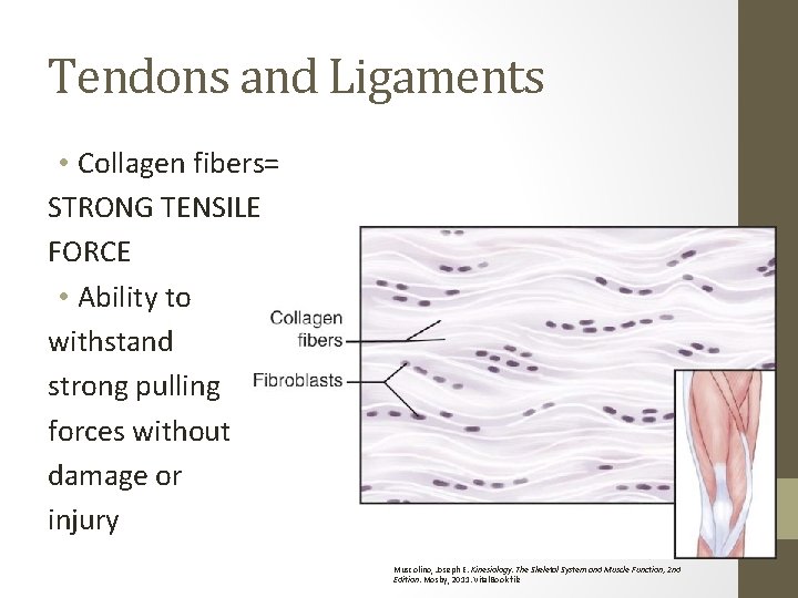 Tendons and Ligaments • Collagen fibers= STRONG TENSILE FORCE • Ability to withstand strong