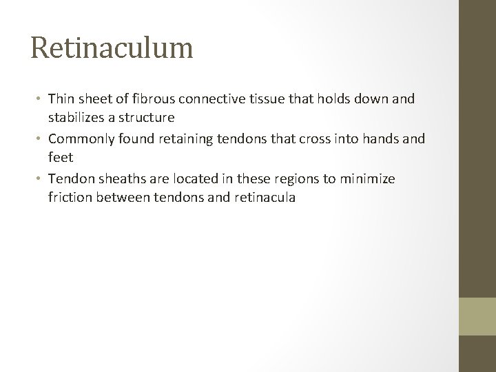 Retinaculum • Thin sheet of fibrous connective tissue that holds down and stabilizes a