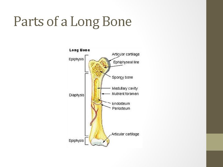 Parts of a Long Bone 