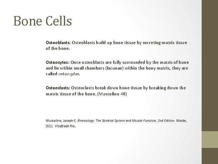 Bone Cells Osteoblasts: Osteoblasts build up bone tissue by secreting matrix tissue of the