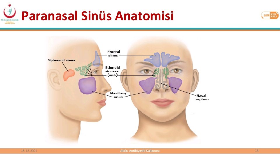 Paranasal Sinüs Anatomisi 18. 12. 2021 13 