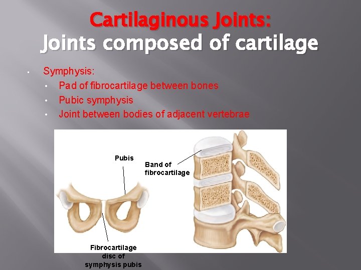 Cartilaginous Joints: Joints composed of cartilage • Symphysis: • Pad of fibrocartilage between bones