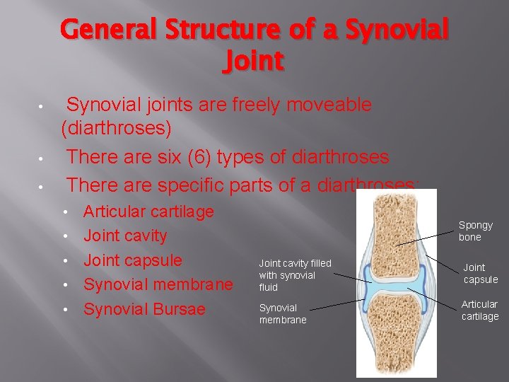 General Structure of a Synovial Joint • • • Synovial joints are freely moveable