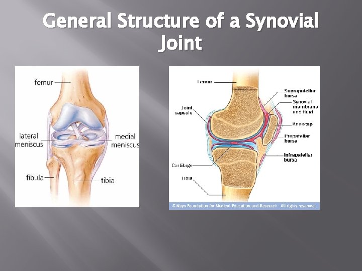 General Structure of a Synovial Joint 