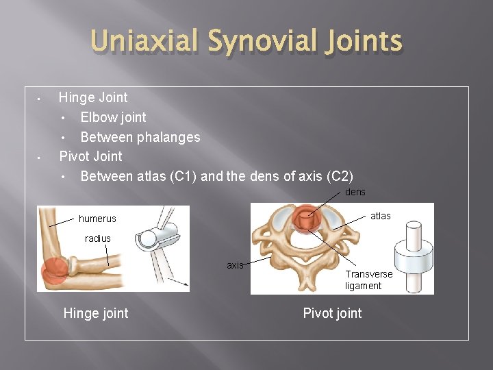 Uniaxial Synovial Joints • • Hinge Joint • Elbow joint • Between phalanges Pivot