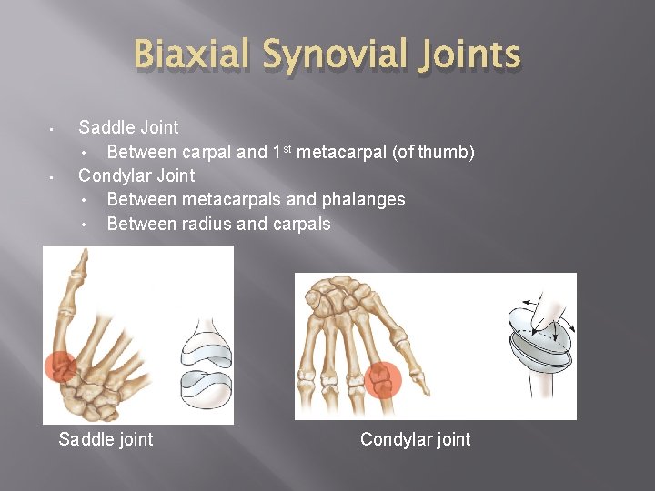 Biaxial Synovial Joints • • Saddle Joint • Between carpal and 1 st metacarpal