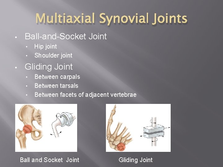 Multiaxial Synovial Joints • Ball-and-Socket Joint • • • Hip joint Shoulder joint Gliding
