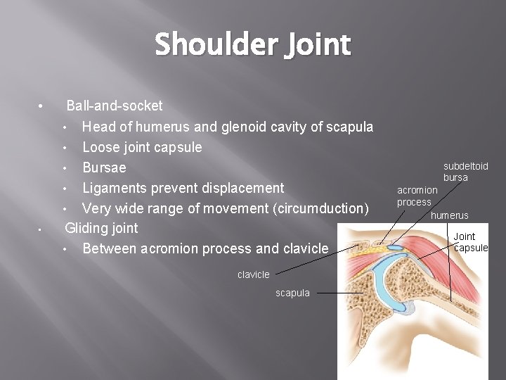 Shoulder Joint • Ball-and-socket Head of humerus and glenoid cavity of scapula • Loose