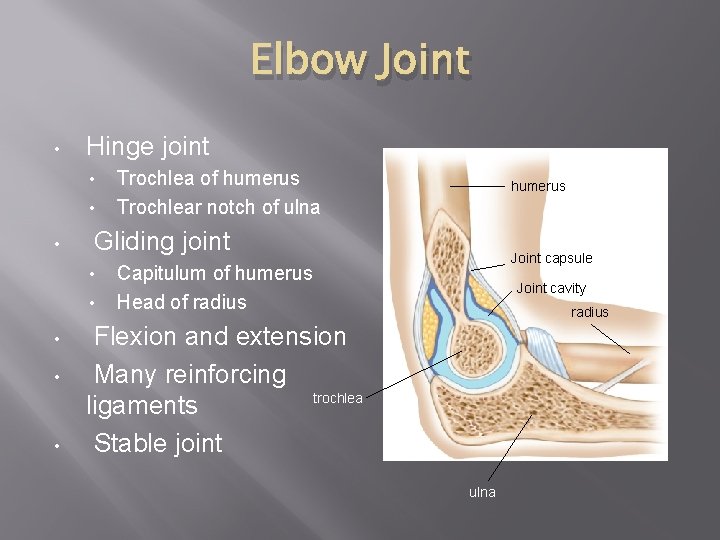 Elbow Joint • Hinge joint • • • humerus Gliding joint • • Trochlea