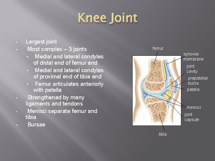 Knee Joint • • • Largest joint Most complex – 3 joints • Medial