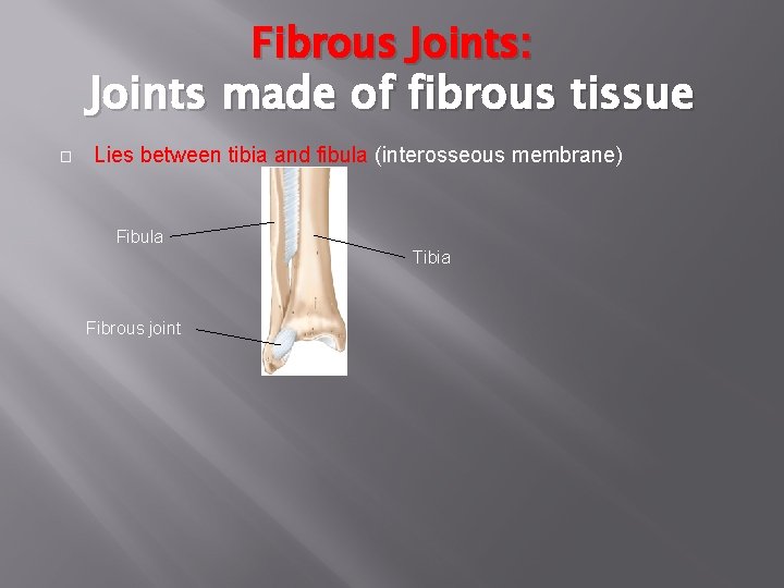 Fibrous Joints: Joints made of fibrous tissue � Lies between tibia and fibula (interosseous