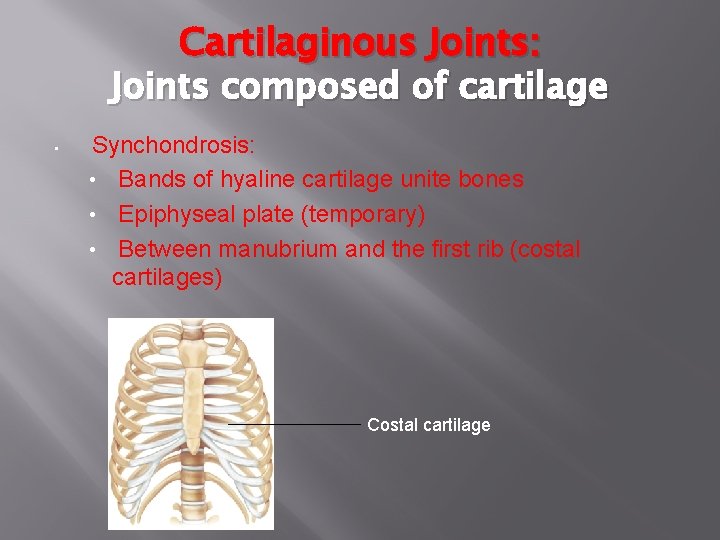 Cartilaginous Joints: Joints composed of cartilage • Synchondrosis: • Bands of hyaline cartilage unite