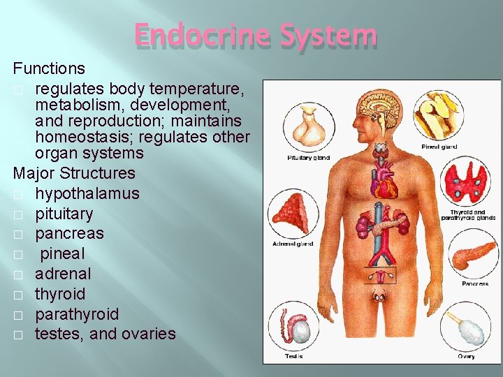 Endocrine System Functions � regulates body temperature, metabolism, development, and reproduction; maintains homeostasis; regulates