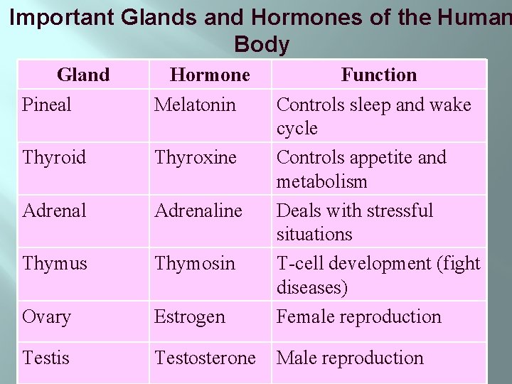 Important Glands and Hormones of the Human Body Gland Hormone Function Pineal Melatonin Thyroid