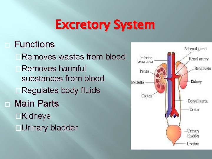 Excretory System � Functions �Removes wastes from blood �Removes harmful substances from blood �Regulates