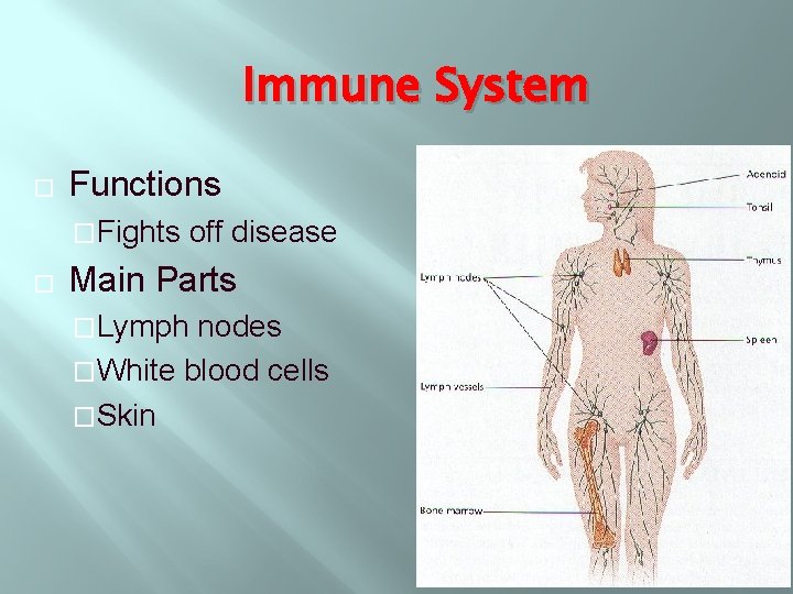 Immune System � Functions �Fights � off disease Main Parts �Lymph nodes �White blood