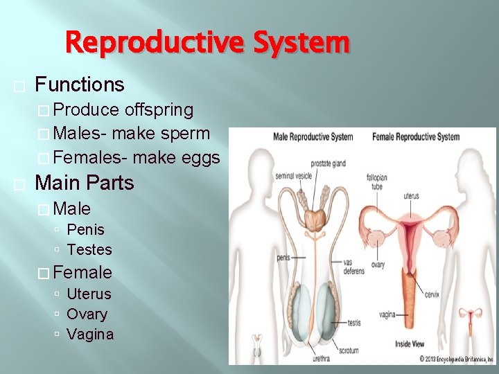 Reproductive System � Functions � Produce offspring � Males- make sperm � Females- make