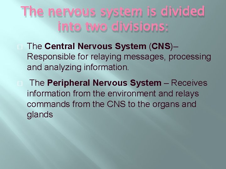 The nervous system is divided into two divisions: � The Central Nervous System (CNS)–