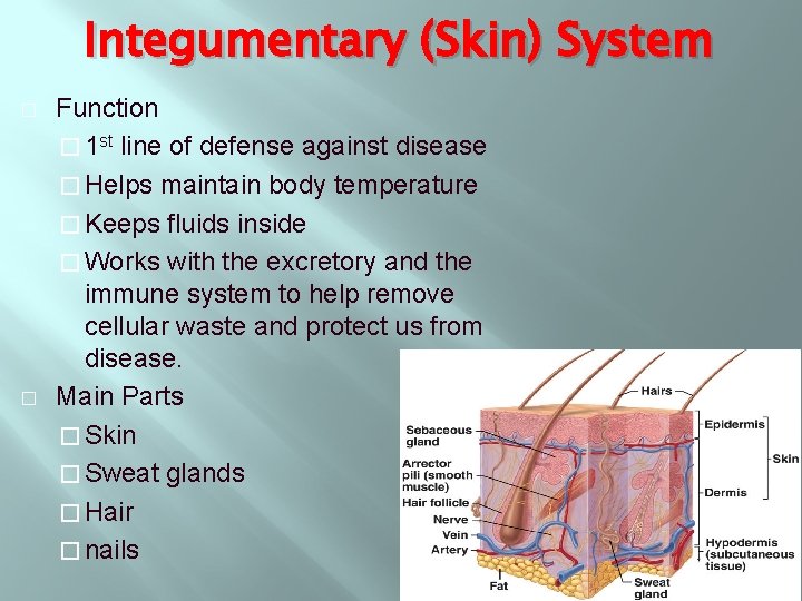 Integumentary (Skin) System � � Function � 1 st line of defense against disease