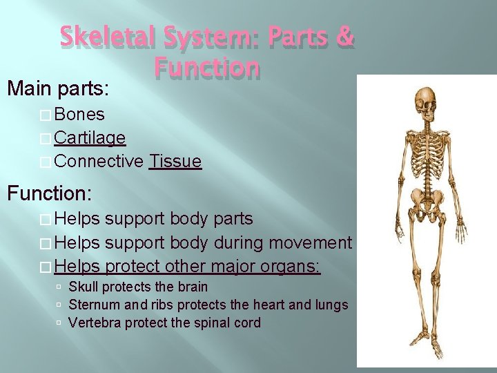 Skeletal System: Parts & Function Main parts: � Bones � Cartilage � Connective Tissue