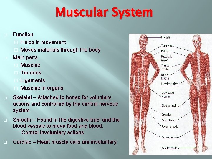 Muscular System � � Function � Helps in movement. � Moves materials through the