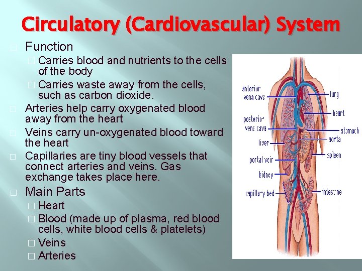 Circulatory (Cardiovascular) System � Function � Carries � � blood and nutrients to the