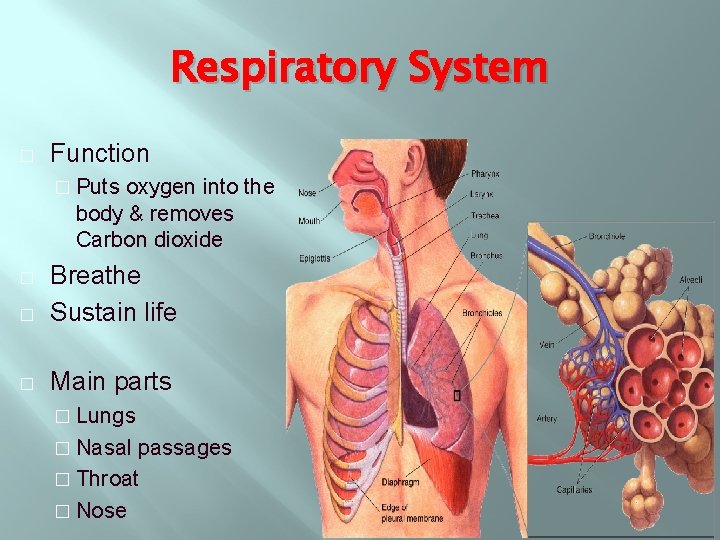 Respiratory System � Function � Puts oxygen into the body & removes Carbon dioxide