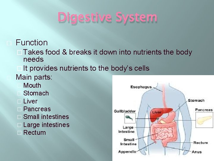Digestive System � Function � Takes � food & breaks it down into nutrients