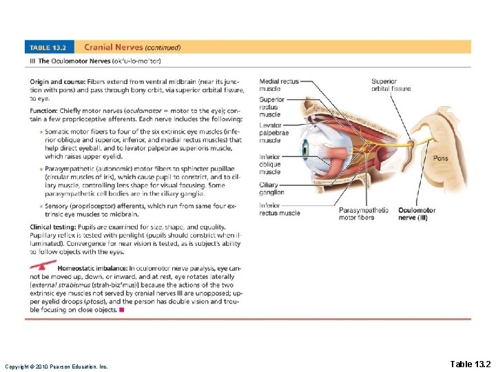 Copyright © 2010 Pearson Education, Inc. Table 13. 2 