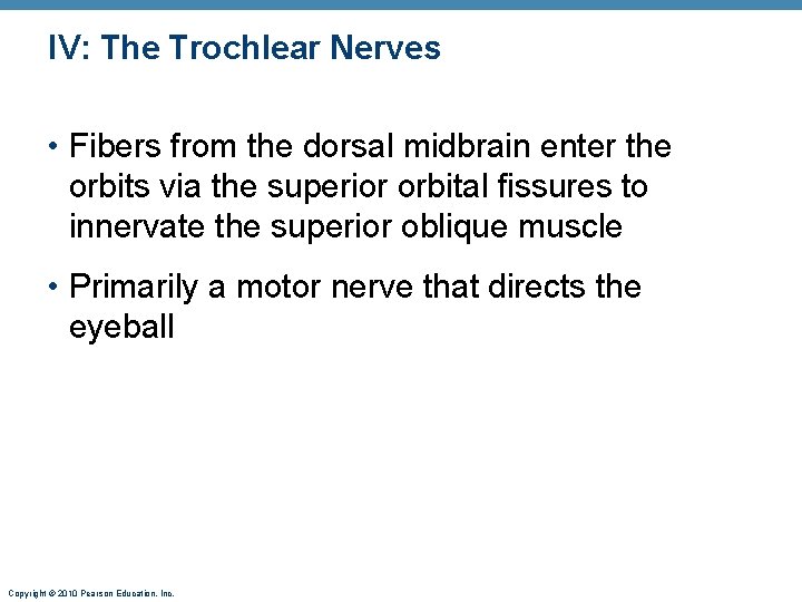 IV: The Trochlear Nerves • Fibers from the dorsal midbrain enter the orbits via