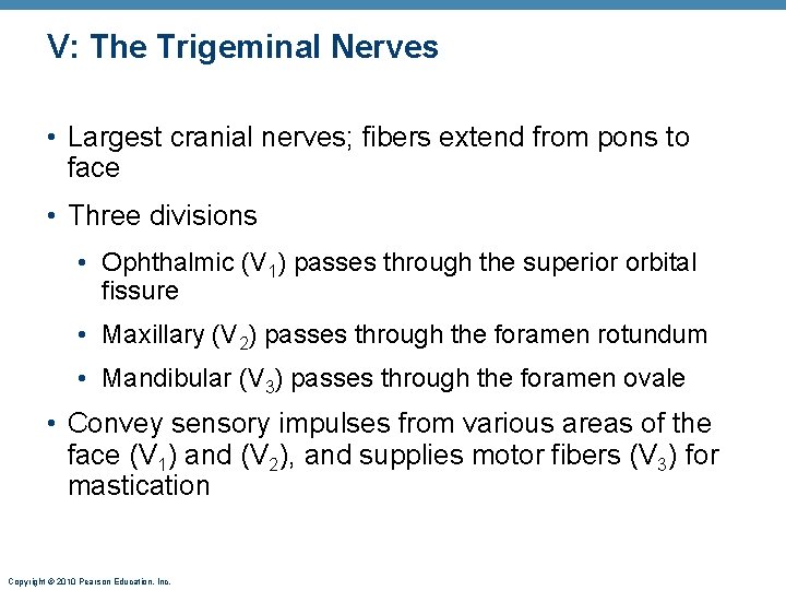 V: The Trigeminal Nerves • Largest cranial nerves; fibers extend from pons to face