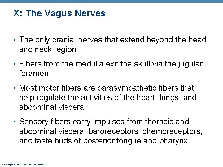 X: The Vagus Nerves • The only cranial nerves that extend beyond the head