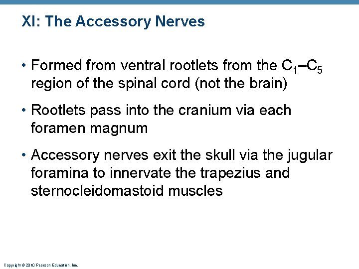XI: The Accessory Nerves • Formed from ventral rootlets from the C 1–C 5