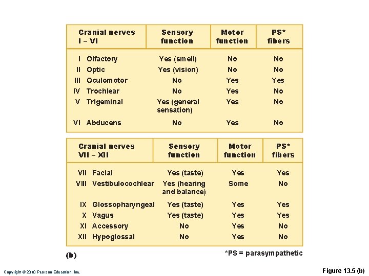 Cranial nerves I – VI I II IV V Olfactory Optic Oculomotor Trochlear Trigeminal