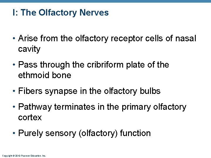 I: The Olfactory Nerves • Arise from the olfactory receptor cells of nasal cavity