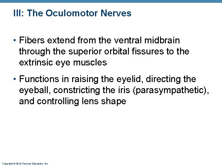 III: The Oculomotor Nerves • Fibers extend from the ventral midbrain through the superior