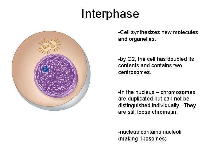 Interphase -Cell synthesizes new molecules and organelles. -by G 2, the cell has doubled