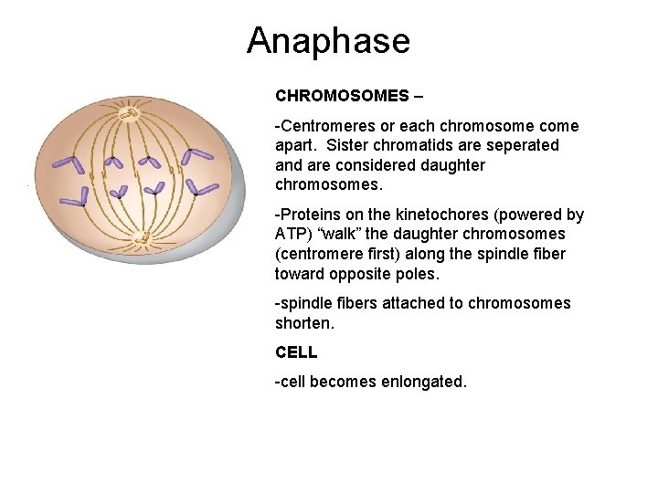 Anaphase CHROMOSOMES – -Centromeres or each chromosome come apart. Sister chromatids are seperated and