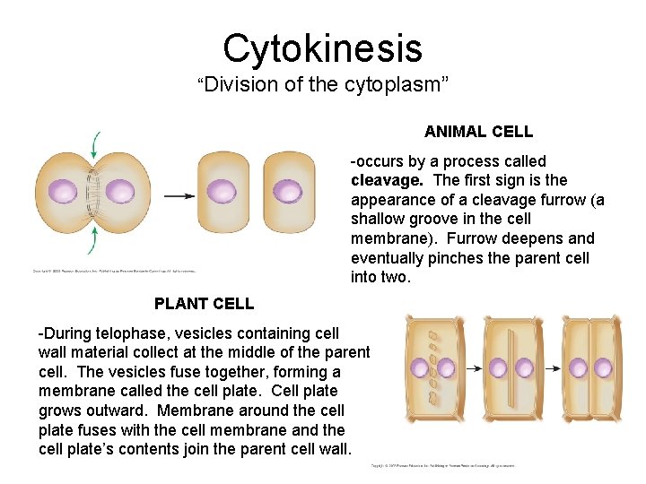 Cytokinesis “Division of the cytoplasm” ANIMAL CELL -occurs by a process called cleavage. The