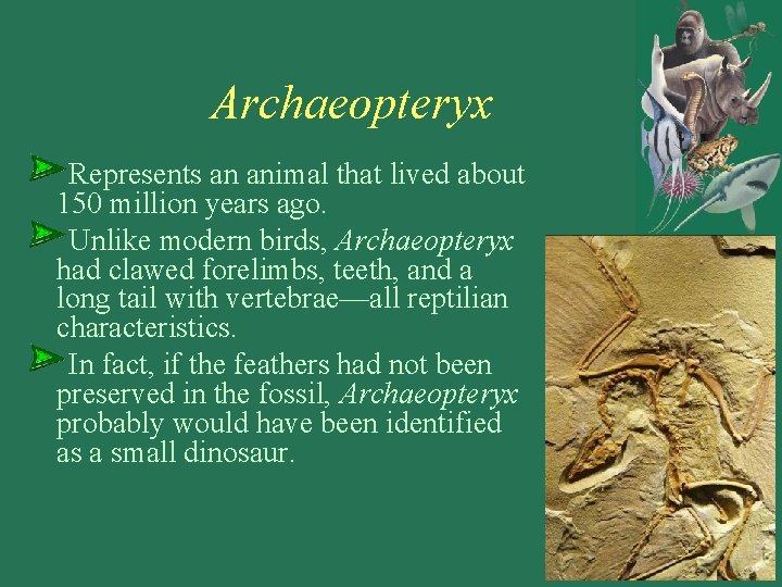 Archaeopteryx Represents an animal that lived about 150 million years ago. Unlike modern birds,