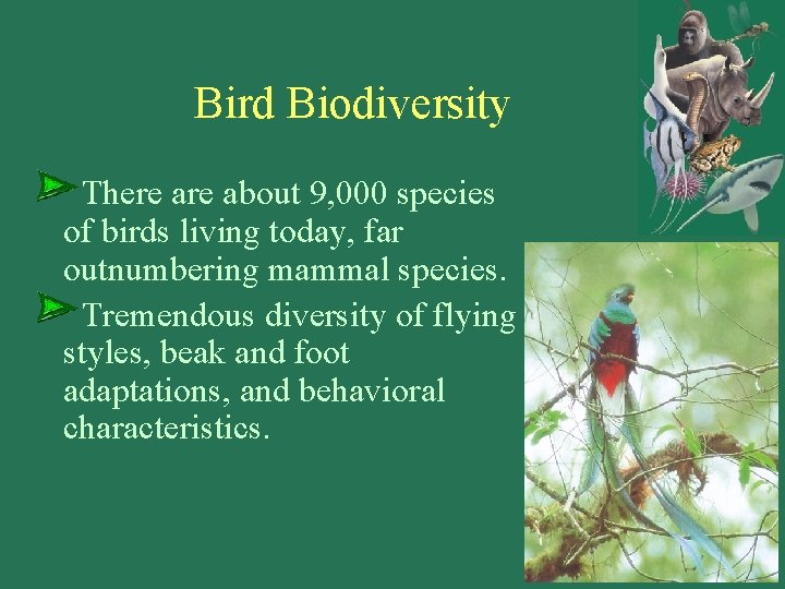 Bird Biodiversity There about 9, 000 species of birds living today, far outnumbering mammal