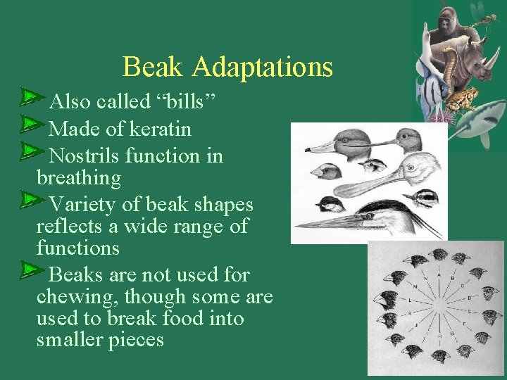 Beak Adaptations Also called “bills” Made of keratin Nostrils function in breathing Variety of