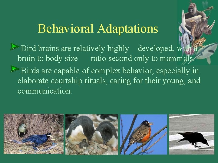 Behavioral Adaptations Bird brains are relatively highly developed, with a brain to body size