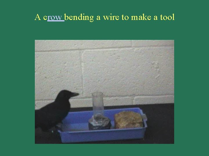 A crow bending a wire to make a tool 