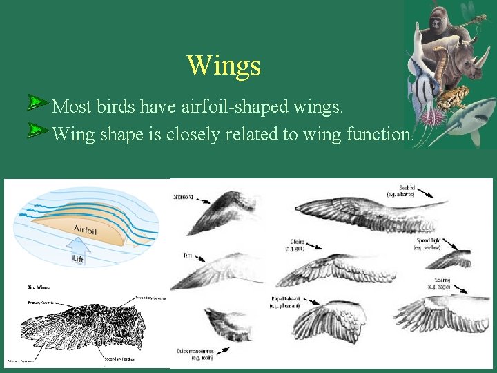 Wings Most birds have airfoil-shaped wings. Wing shape is closely related to wing function.
