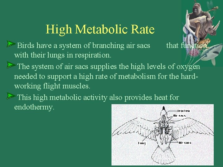 High Metabolic Rate Birds have a system of branching air sacs that function with