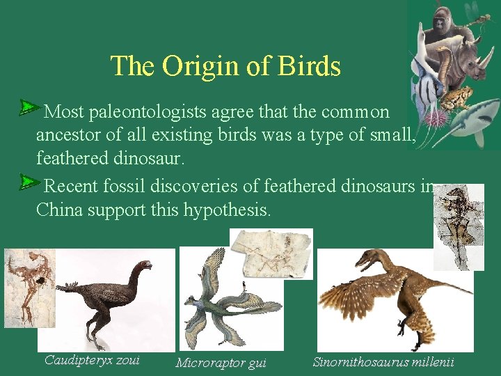 The Origin of Birds Most paleontologists agree that the common ancestor of all existing